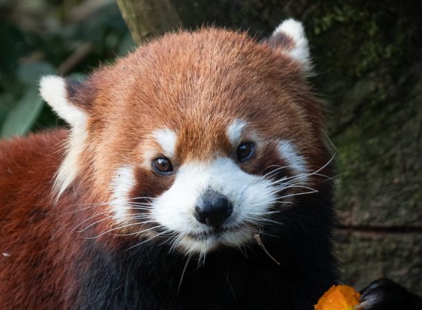 red panda Chengdu