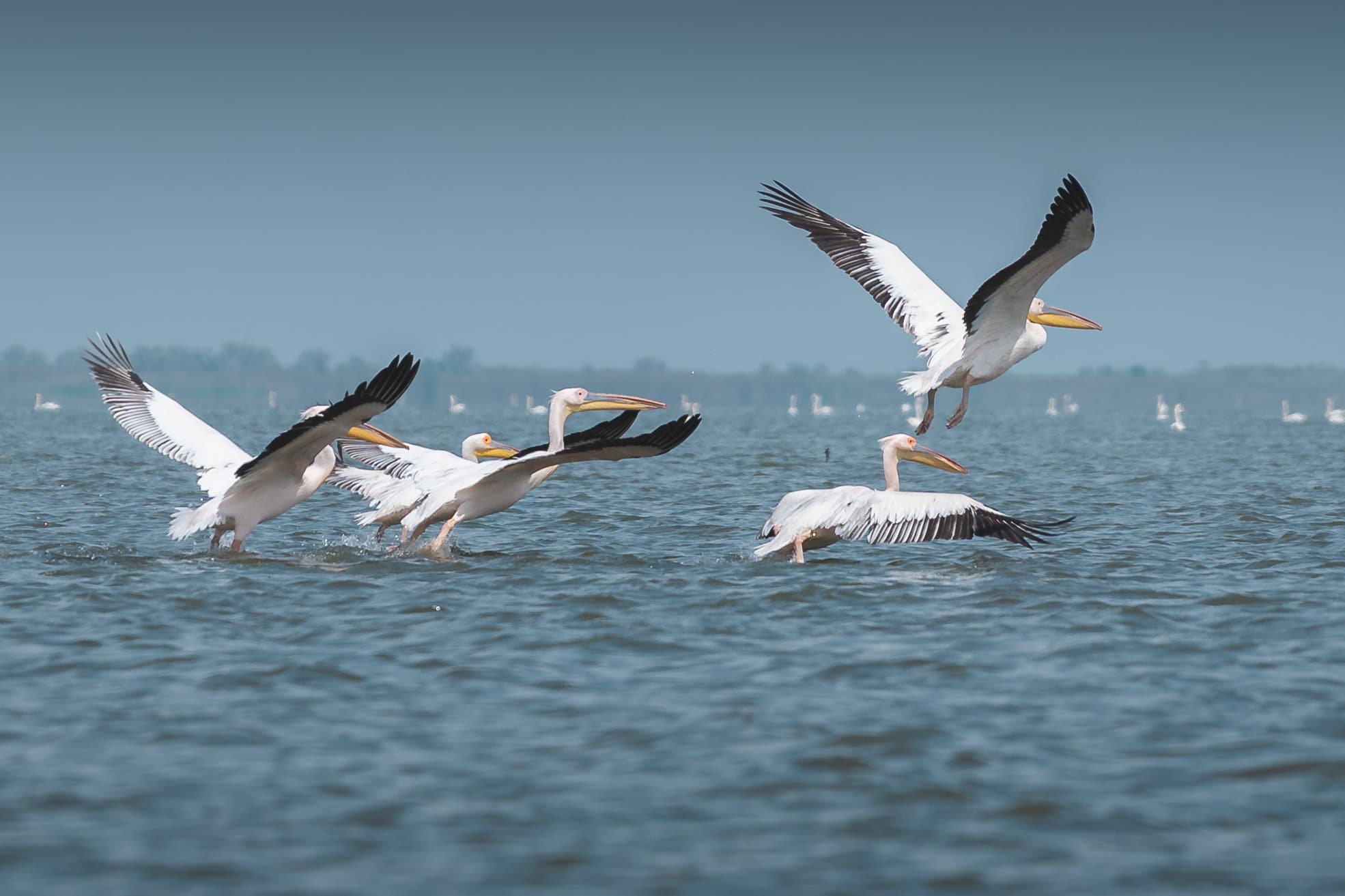 wild pelicans romania