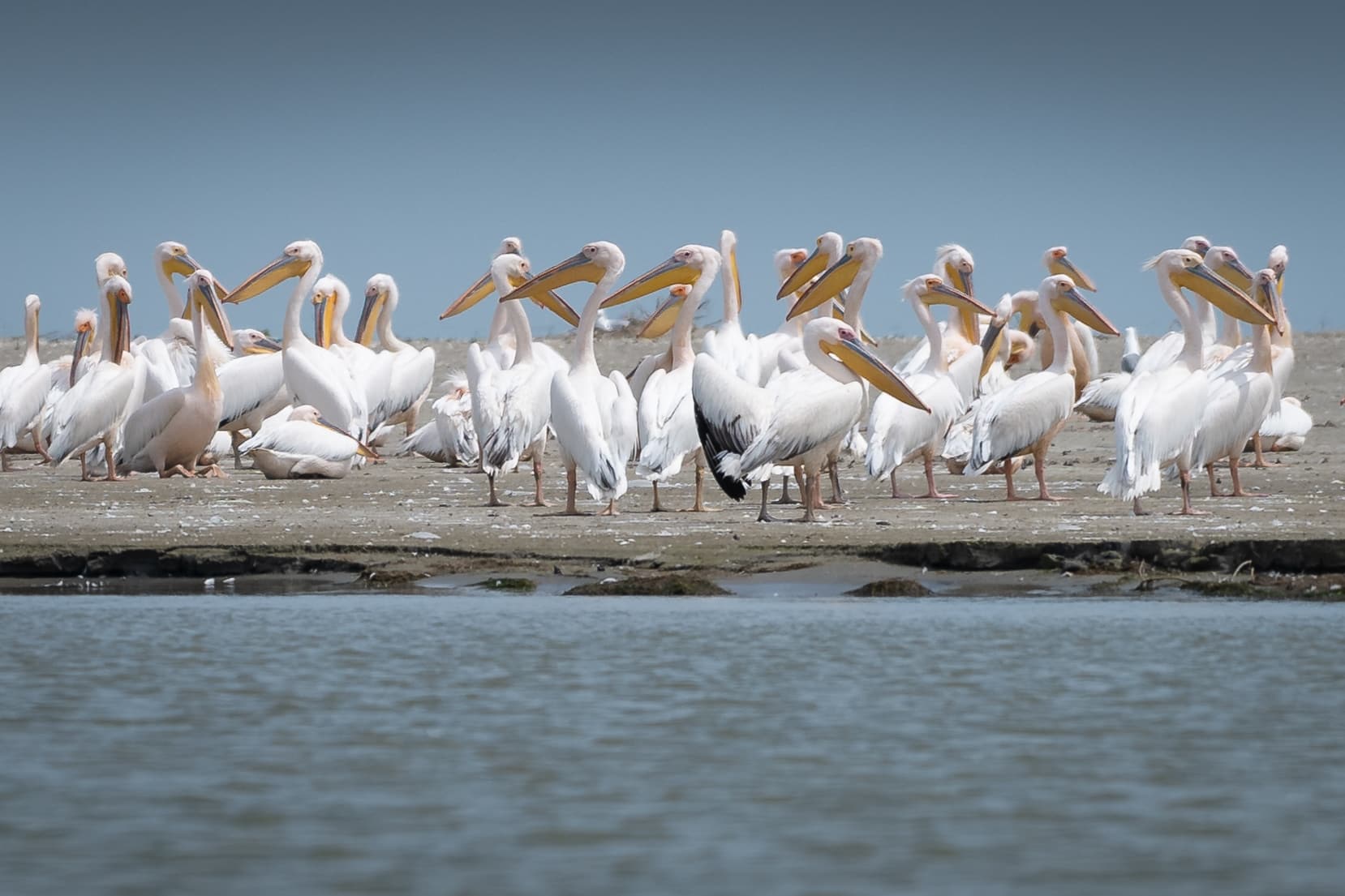 wild pelicans danube delta